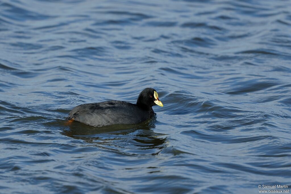 Red-gartered Cootadult