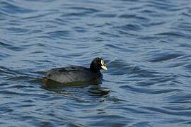 Red-gartered Coot