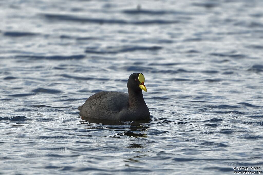 Red-gartered Coot