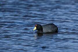 Andean Coot