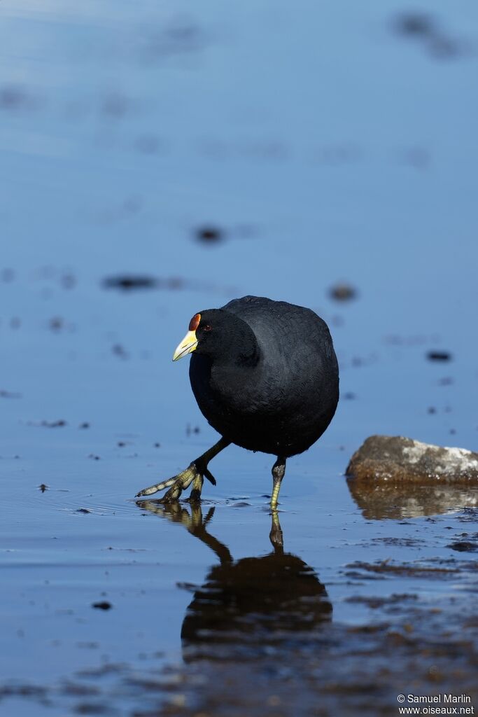 Andean Cootadult