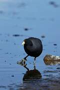 Andean Coot