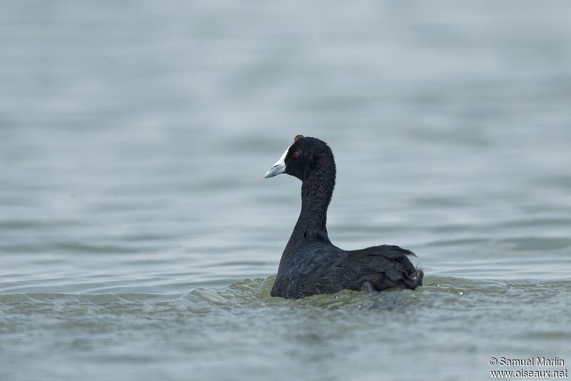 Red-knobbed Cootadult