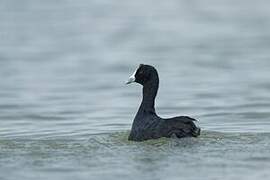 Red-knobbed Coot