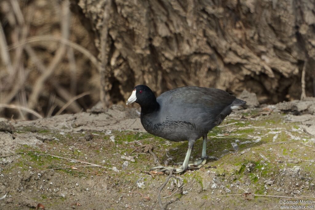 Foulque d'Amériqueadulte