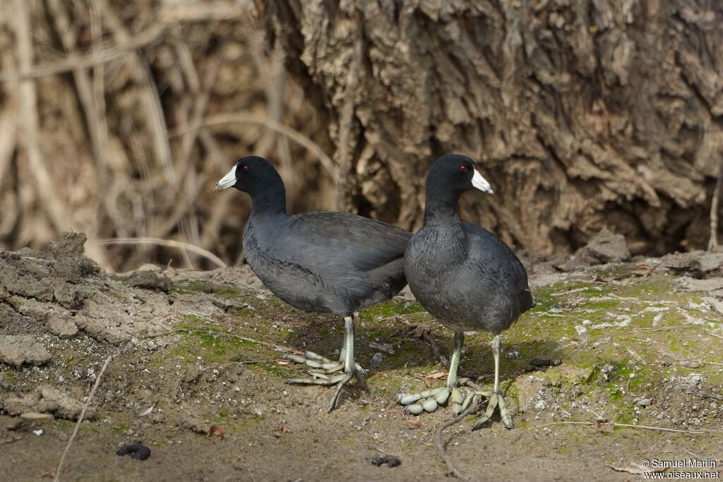 American Cootadult