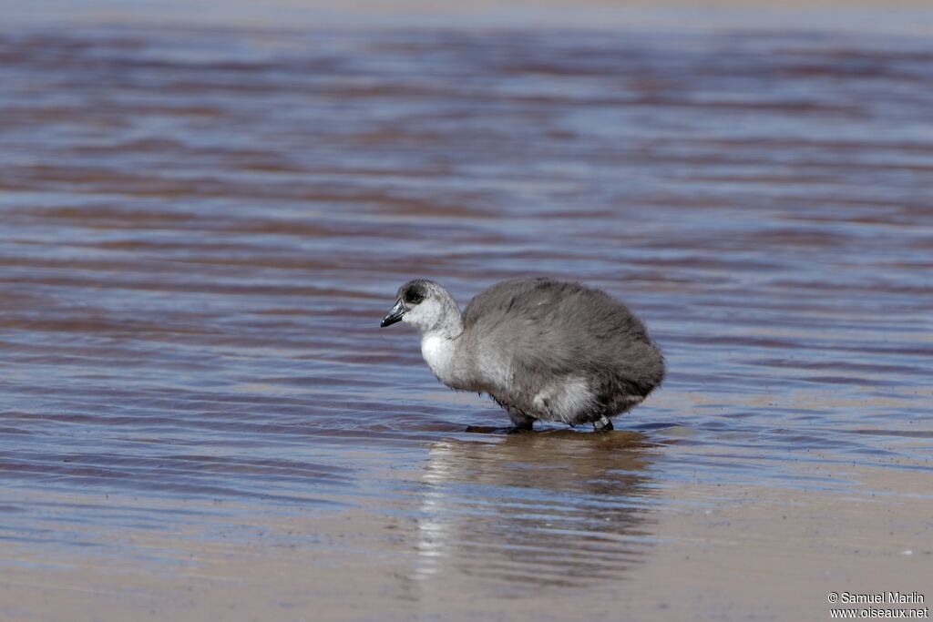 Giant Cootjuvenile