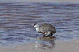 Giant Coot