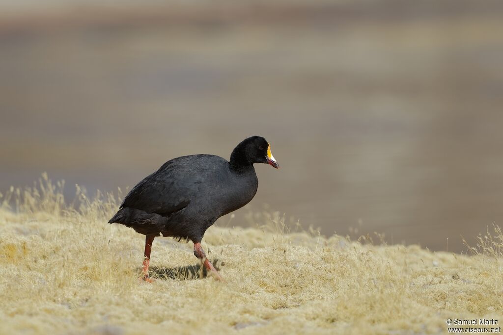 Giant Cootadult