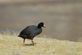 Giant Coot