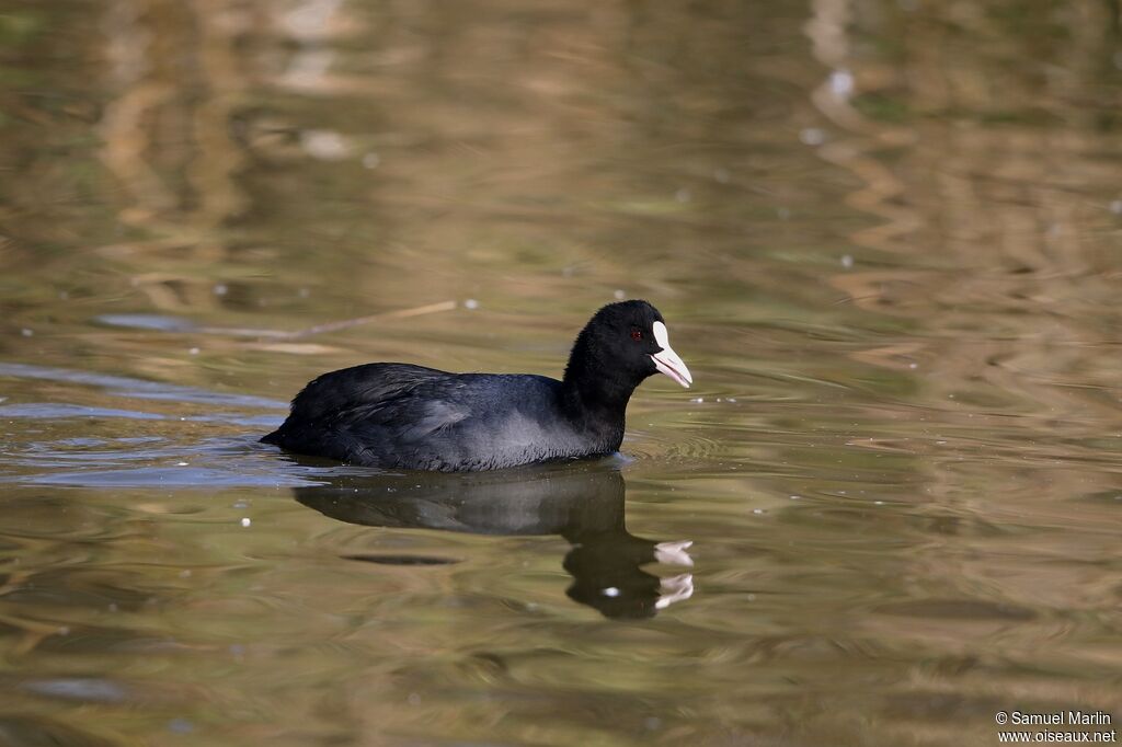 Eurasian Cootadult