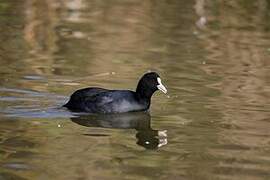 Eurasian Coot