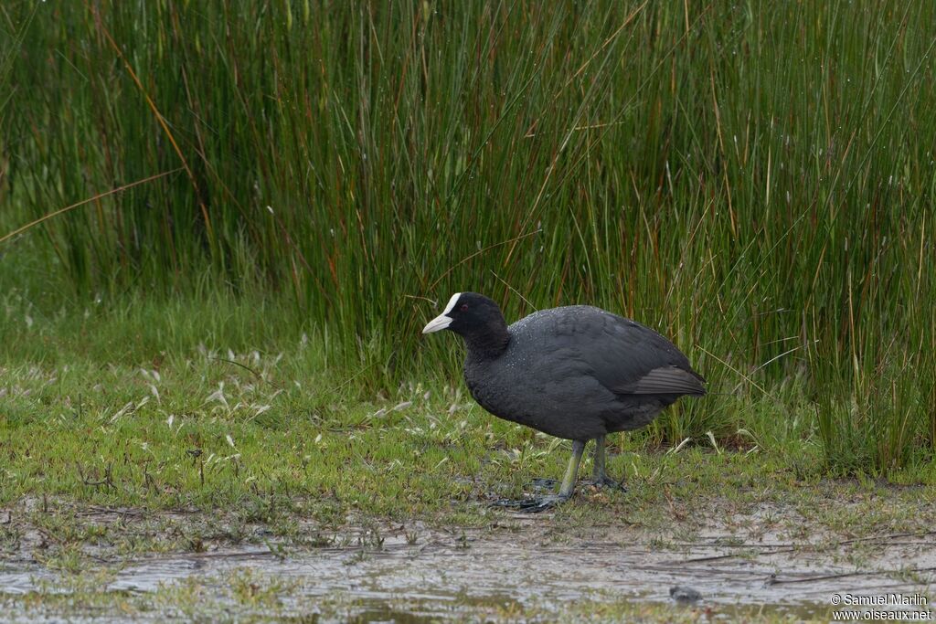 Eurasian Cootadult, walking