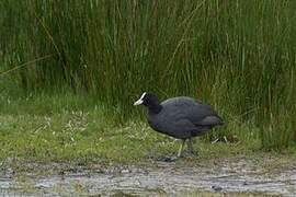 Eurasian Coot