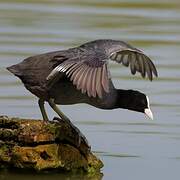 Eurasian Coot