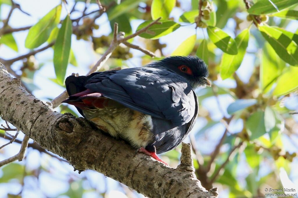 Madagascan Blue Pigeon