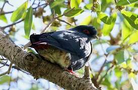 Madagascar Blue Pigeon