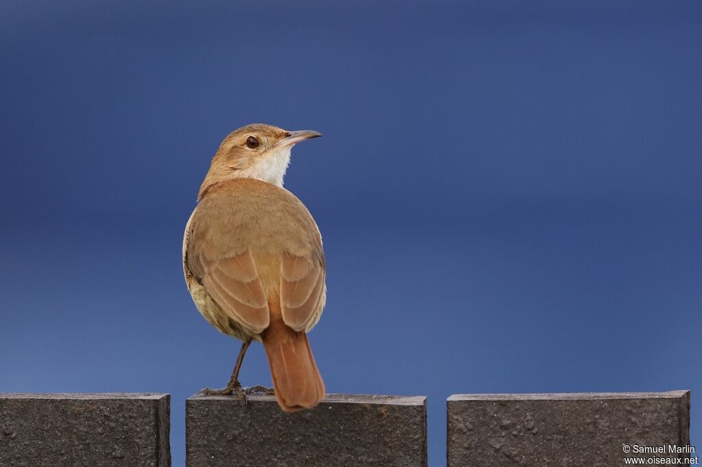 Rufous Horneroadult