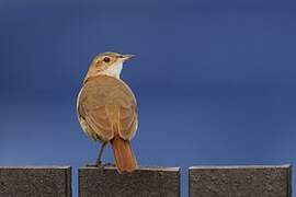 Rufous Hornero