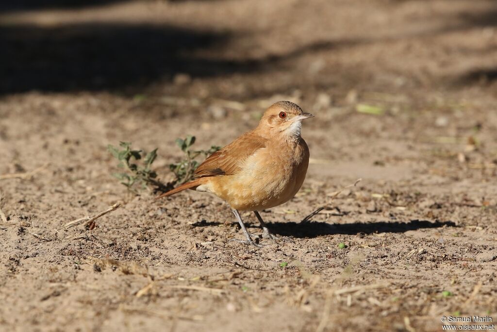 Rufous Horneroadult