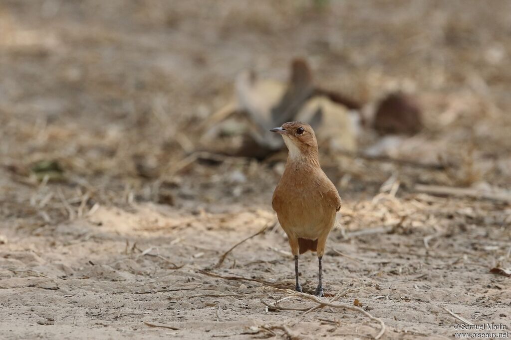 Rufous Hornero