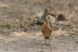 Rufous Hornero