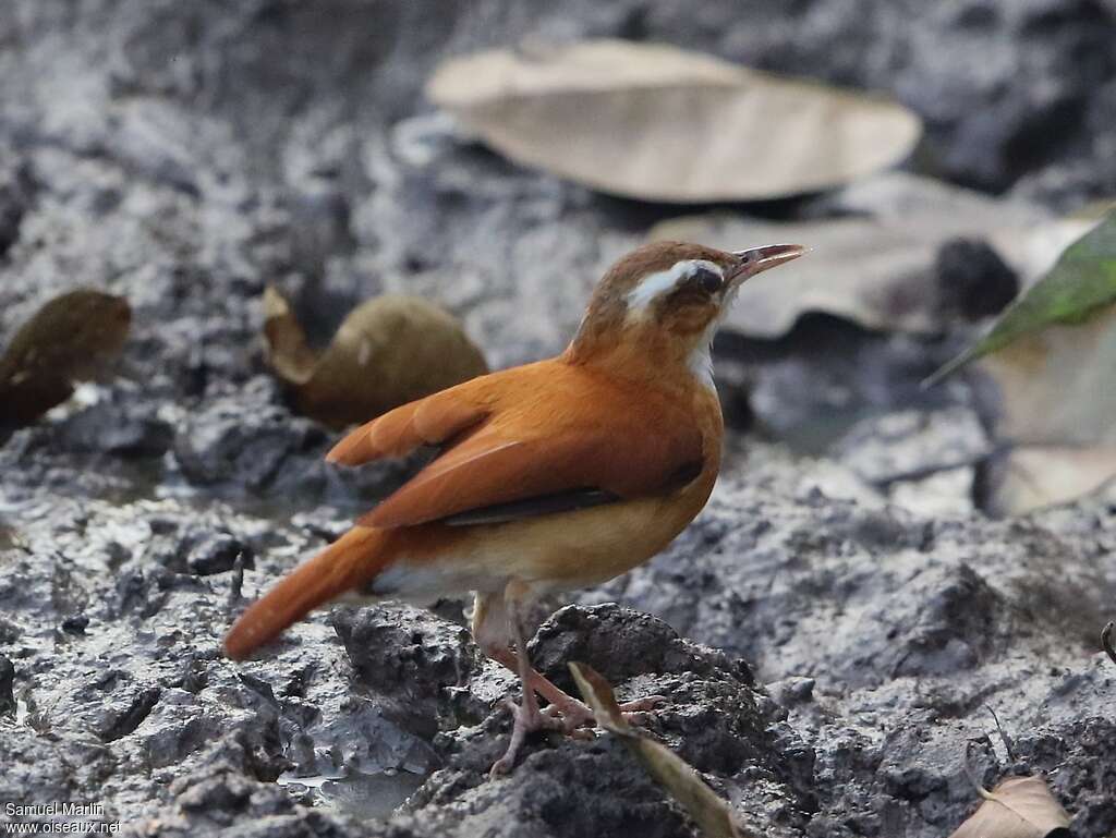 Pale-legged Horneroadult, Behaviour