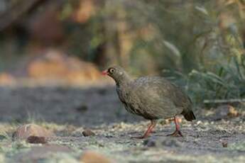 Francolin à bec rouge