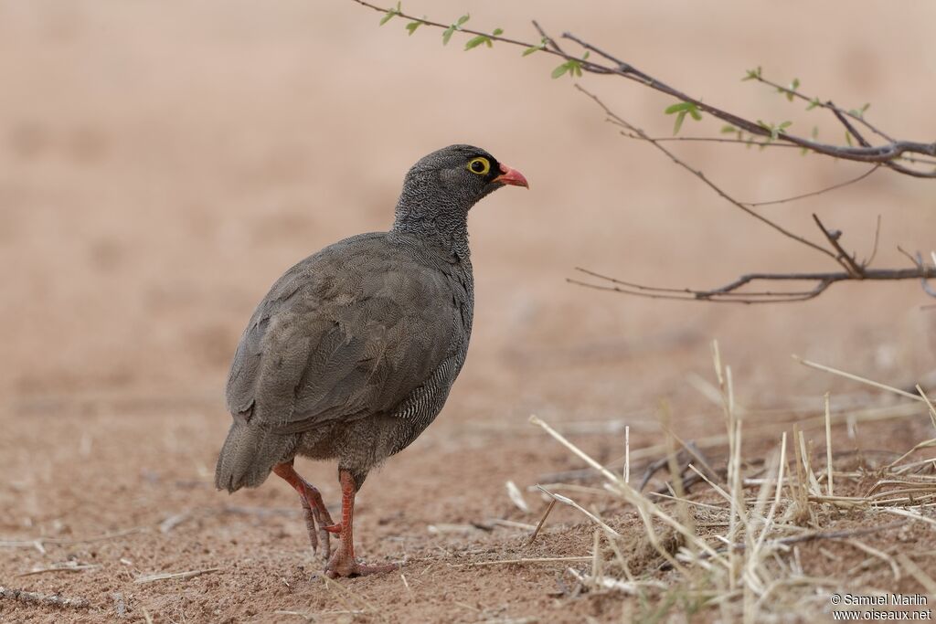 Red-billed Spurfowladult