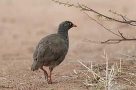 Francolin à bec rouge