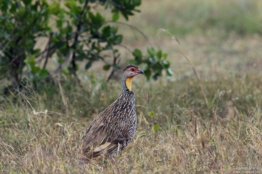 Francolin à cou jauneadulte