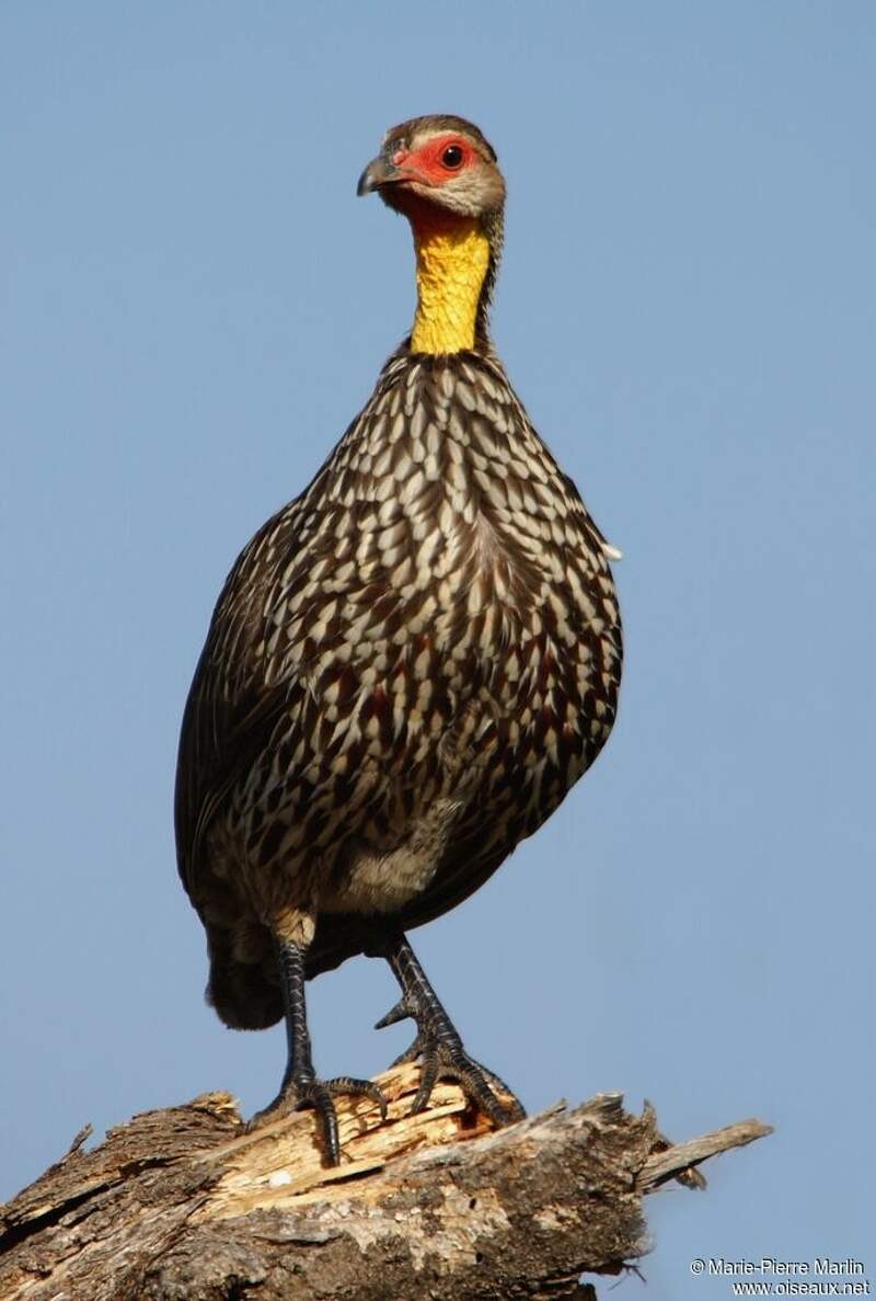 Francolin à cou jaune adulte sama231535