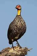 Francolin à cou jaune