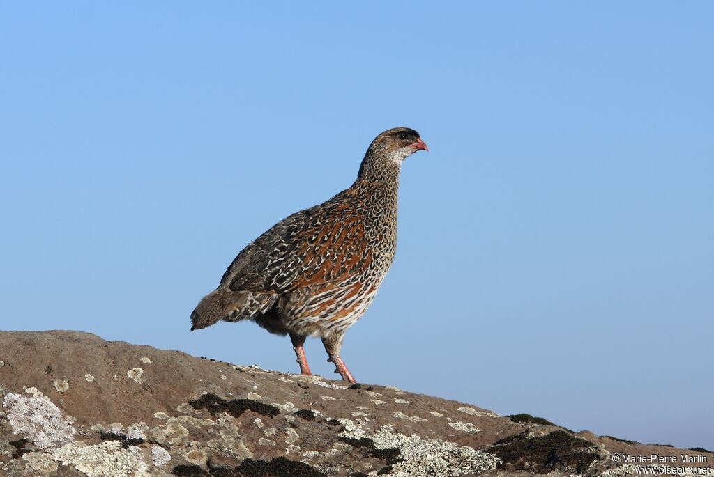 Francolin à cou rouxadulte