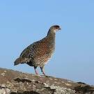 Francolin à cou roux