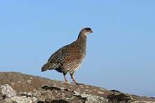 Francolin à cou roux