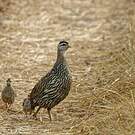 Francolin à double éperon