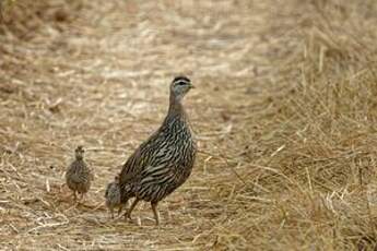 Francolin à double éperon