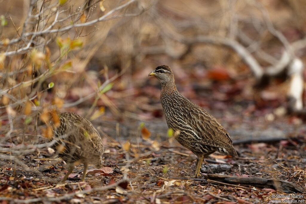 Francolin à double éperonadulte