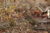 Francolin à double éperon