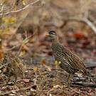 Francolin à double éperon