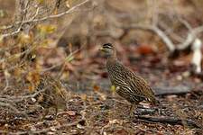 Francolin à double éperon