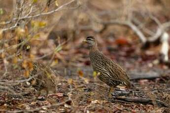 Francolin à double éperon