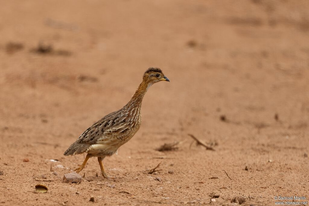 Francolin à gorge blancheadulte