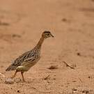 Francolin à gorge blanche