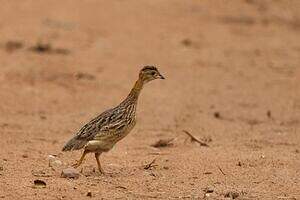 Francolin à gorge blanche