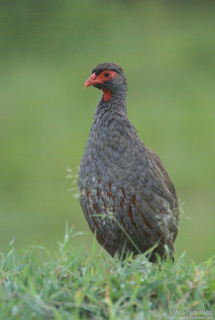 Red-necked Spurfowladult