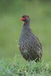 Francolin à gorge rouge