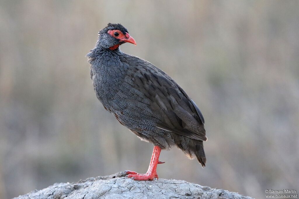 Francolin à gorge rougeadulte