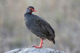 Francolin à gorge rouge